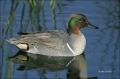 Green-winged-Teal;Teal;Duck;Male;Anas-crecca;one-animal;close-up;color-image;nob