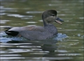 Gadwall;Duck;Anas-strepera;one-animal;close-up;color-image;nobody;photography;da