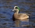 New-Mexico;Southwest-USA;American-Wigeon;Duck;Anas-americana;one-animal;close-up