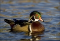 California;Southwest-USA;Wood-Duck;Duck;Male;Aix-sponsa;one-animal;close-up;colo