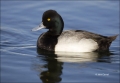 California;Southwest-USA;Lesser-Scaup;Scaup;Male;Aythya-affinis;one-animal;close