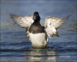 California;Southwest-USA;Lesser-Scaup;Scaup;Male;Aythya-affinis;one-animal;close