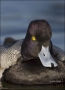 California;Southwest-USA;Lesser-Scaup;Scaup;Male;Aythya-affinis;portrait;one-ani