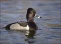 California;Southwest-USA;Ring-necked-Duck;Duck;Male;Aythya-collaris;one-animal;c