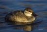 Ruddy-Duck;Oxyura-jamaicensis;one-animal;close-up;color-image;nobody;photography