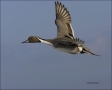 New-Mexico;Southwest-USA;Duck;one-animal;close-up;color-image;nobody;photography