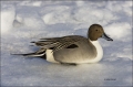 Northern-Pintail;Pintail;one-animal;close-up;color-image;nobody;photography;day;