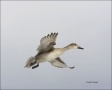New-Mexico;Southwest-USA;Duck;one-animal;close-up;color-image;nobody;photography