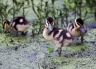 Black-bellied-Whistling-Duck;Chicks;Duck;Duckling;Dendrocygna-autumnalis;portrai
