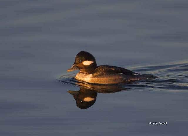 Bufflehead;Duck;Female;Bucephala albeola;one animal;close-up;color image;nobody;photography;day;birds;animals in the wild;avifauna;feathered;feathers;wilderness;perch;perching;watch;Flying bird;One animal;Close-up;Color image;Outdoors;Wildlife;Birds;Animals in the wild;action;active;aloft;in flight;motion;movement;soar;soaring;winged;wings;behavior;watchful;outdoors;Close up;close up