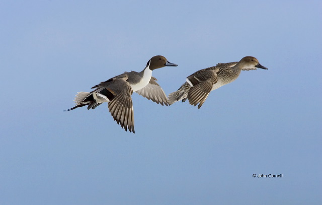 Pintail;Northern Pintail;Anas acuta;flying bird;Two animals;close-up;color image;nobody;photography;day;birds;animals in the wild;flight;Male;Female;Flying bird;One animal;Close-up;Color image;Outdoors;Wildlife;Birds;Animals in the wild;Flight;action;active;aloft;in flight;motion;movement;soar;soaring;winged;wings;behavior;outdoors;Close up;close up;two animals