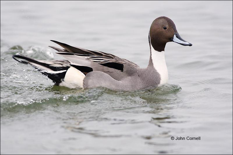 Northern Pintail;Anas acuta;Duck;Japan;One;avifauna;bird;birds;feather;feathered;feathers;nature;outdoor;outdoors;wild;wilderness;wildlife;color photograph;color image;natural