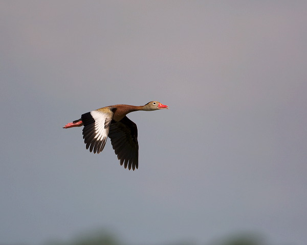 Black-bellied Whistling Duck;Duck;Flight;Black bellied Whistling Duck;Flying bird;One animal;Close-up;Color image;photography;day;Outdoors;Wildlife;Birds;Animals in the wild;action;active;aloft;in flight;motion;movement;soar;soaring;winged;wings;behavior;Waterfowl;close-up;color image;birds;animals in the wild;avifauna;feathered;feathers;wilderness;perch;perching;watch;portrait;one animal;eye;nature;wild;looking;perched;watchful;Dendrocygna autumnalis;outdoors;Close up;close up
