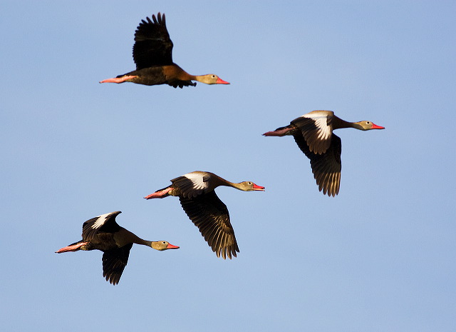 Black-bellied Whistling Duck;Duck;Flight;Dendrocygna autumnalis;Flying bird;One animal;Close-up;Color image;photography;day;Outdoors;Wildlife;Birds;Animals in the wild;action;active;aloft;in flight;motion;movement;soar;soaring;winged;wings;behavior;Waterfowl;close-up;color image;birds;animals in the wild;avifauna;feathered;feathers;wilderness;perch;perching;watch;portrait;one animal;eye;nature;wild;looking;perched;watchful;outdoors;Close up;close up