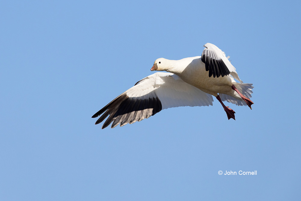 Chen rossii;Flying Bird;Goose;Photography;Ross Goose;Ross's Goose;action;active;aloft;behavior;birds;color image;flight;fly;flying;in flight;motion;movement;one animal;soar;soaring;wing;winged;wings