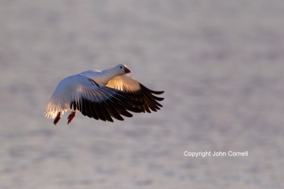 Chen-rossii;Flying-Bird;Goose;Photography;Ross-Goose;Rosss-Goose;action;active;a