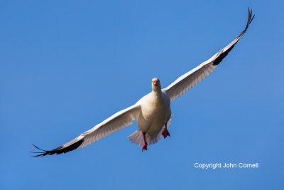 Chen-rossii;Flying-Bird;Goose;One;Photography;Ross-Goose;Rosss-Goose;action;acti