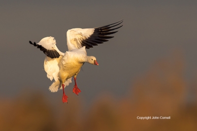 Chen-rossii;Flying-Bird;Goose;One;Photography;Ross-Goose;Rosss-Goose;action;acti