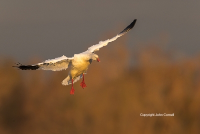 Chen-rossii;Flying-Bird;Goose;One;Photography;Ross-Goose;Rosss-Goose;action;acti