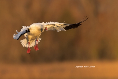 Chen-rossii;Flying-Bird;Goose;One;Photography;Ross-Goose;Rosss-Goose;action;acti