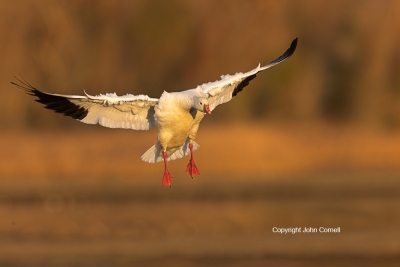 Chen-rossii;Flying-Bird;Goose;One;Photography;Ross-Goose;Rosss-Goose;action;acti