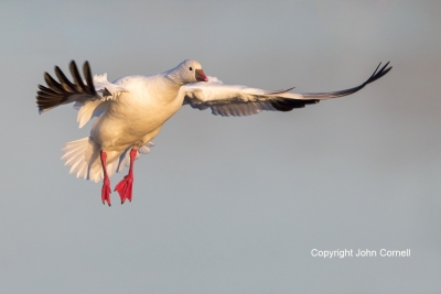 Chen-rossii;Flying-Bird;Goose;Photography;Ross-Goose;Rosss-Goose;action;active;a