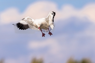 Chen-rossii;Flying-Bird;Goose;Landing;Photography;Ross-Goose;Rosss-Goose;action;