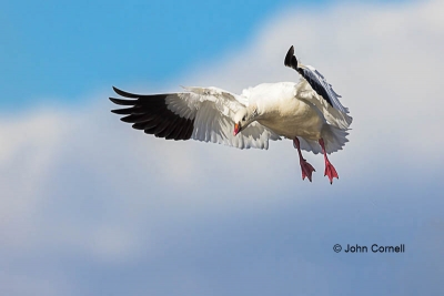 Chen-rossii;Flying-Bird;Goose;Landing;Photography;Ross-Goose;Rosss-Goose;action;