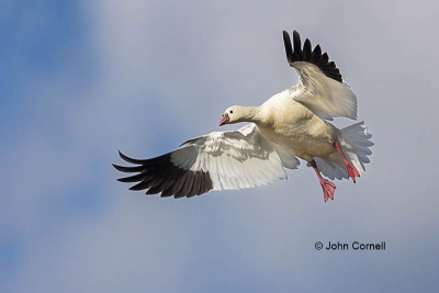 Chen-rossii;Flying-Bird;Goose;Landing;Photography;Ross-Goose;Rosss-Goose;action;