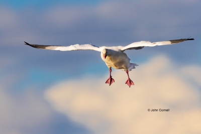 Chen-rossii;Flying-Bird;Goose;Landing;Photography;Ross-Goose;Rosss-Goose;action;