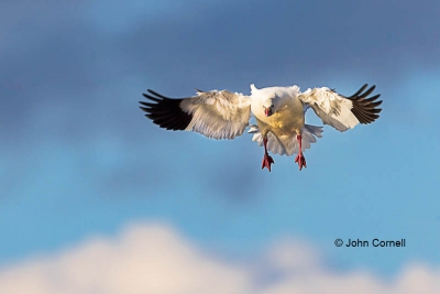 Chen-rossii;Flying-Bird;Goose;Landing;Photography;Ross-Goose;Rosss-Goose;action;
