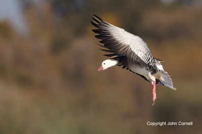 Blue-Morph;Chen-rossii;Flying-Bird;Goose;Photography;Ross-Goose;Rosss-Goose;acti