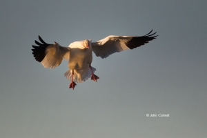 Chen-rossii;Flying-Bird;Goose;One;Photography;Ross-Goose;Rosss-Goose;action;acti