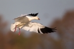 California;Chen-caerulescens;Colusa-National-Wildlife-Refuge;Flying-Bird;Goose;P
