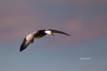 Blue-Morph;Bosque-del-Apache-National-Wildlife-Refuge;Chen-caerulescens;Flying-B