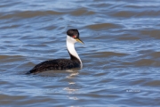 Aechmophorus-occidentalis;Breeding-Plumage;Grebe;One;Western-Grebe;avifauna;bird