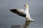 Chen-caerulescens;Goose;One;Snow-Goose;avifauna;bird;birds;color-image;color-pho
