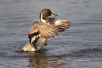 Anas-acuta;Duck;Male;Northern-Pintail;One;avifauna;bird;birds;color-image;color-