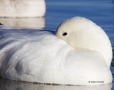 Snow-Goose;Goose;Chen-caerulescens;One;one-animal;avifauna;bird;birds;feather;fe