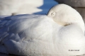 Snow-Goose;Goose;Chen-caerulescens;One;one-animal;avifauna;bird;birds;feather;fe