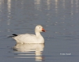 Snow-Goose;Goose;Chen-caerulescens;One;one-animal;avifauna;bird;birds;feather;fe