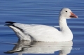 Snow-Goose;Goose;Chen-caerulescens;One;one-animal;avifauna;bird;birds;feather;fe