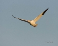 Snow-Goose;Goose;Chen-caerulescens;Flying-bird;action;aloft;behavior;flight;fly;