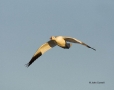 Snow-Goose;Goose;Chen-caerulescens;Flying-bird;action;aloft;behavior;flight;fly;