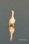 Snow-Goose;Goose;Chen-caerulescens;Reflection;One;one-animal;avifauna;bird;birds
