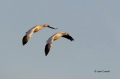 Snow-Goose;Goose;Chen-caerulescens;Flying-bird;action;aloft;behavior;flight;fly;