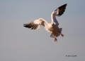 Snow-Goose;Goose;Chen-caerulescens;Flying-bird;action;aloft;behavior;flight;fly;