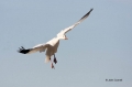 Snow-Goose;Goose;Chen-caerulescens;Flying-bird;action;aloft;behavior;flight;fly;