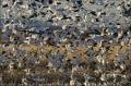 Snow-Goose;Goose;Flight;Flock;Chen-caerulescens;flying-bird;one-animal;close-up;