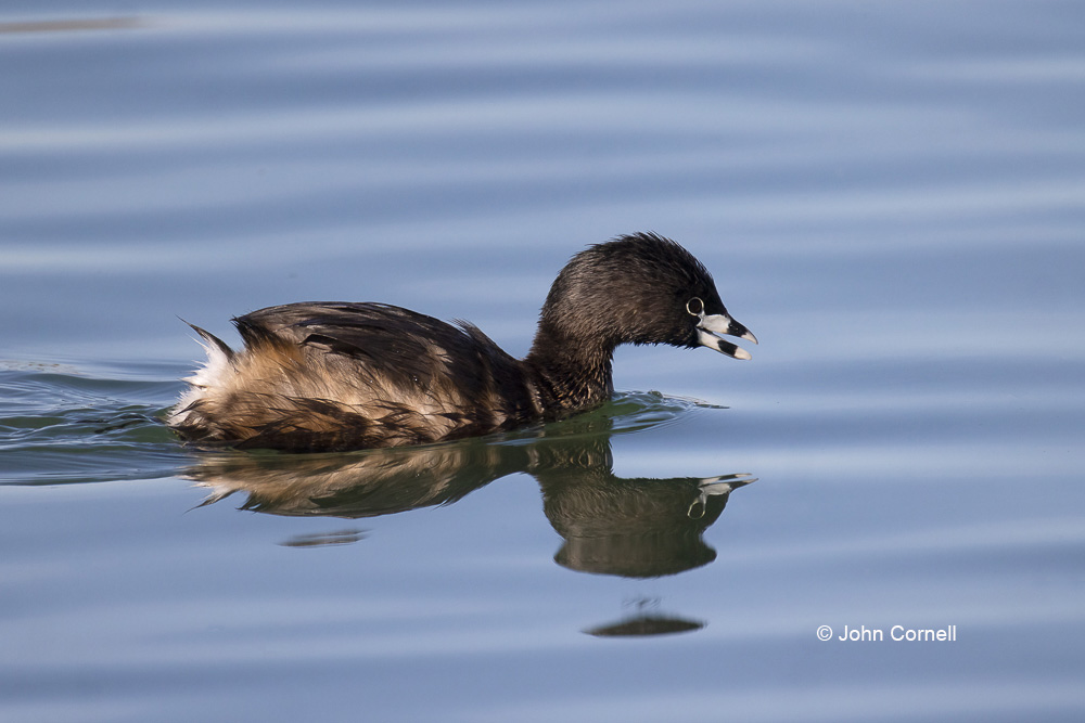 Forage;One;Pied-billed Grebe;Podilymbus podiceps;avifauna;bird;birds;color image;color photograph;feather;feathered;feathers;foraging;natural;nature;outdoor;outdoors;wild;wilderness;wildlife